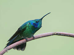 Mexican Violetear