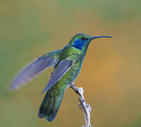 Colibri thalassin