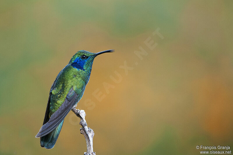 Colibri thalassinadulte