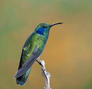 Mexican Violetear