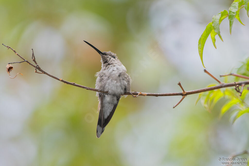 Oasis Hummingbird