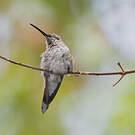 Colibri vesper