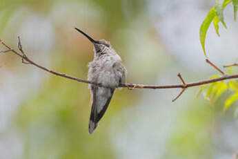 Colibri vesper