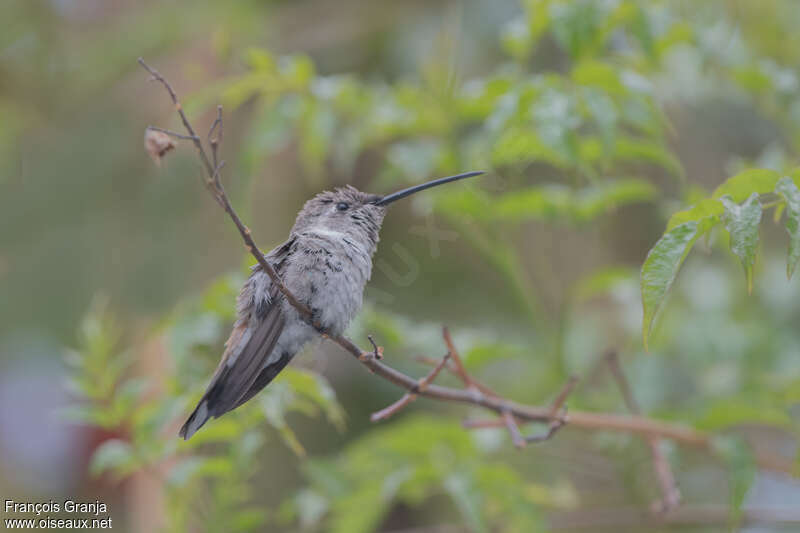 Colibri vesperjuvénile, identification