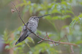 Oasis Hummingbird