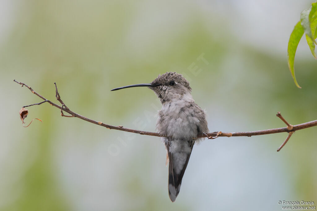 Oasis Hummingbird