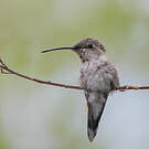 Colibri vesper