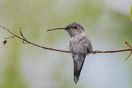 Oasis Hummingbird