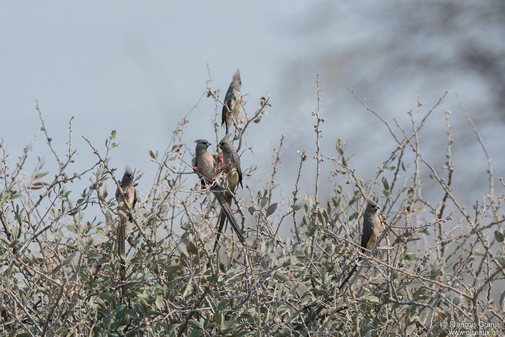 White-backed Mousebird