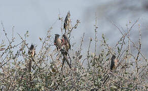 White-backed Mousebird