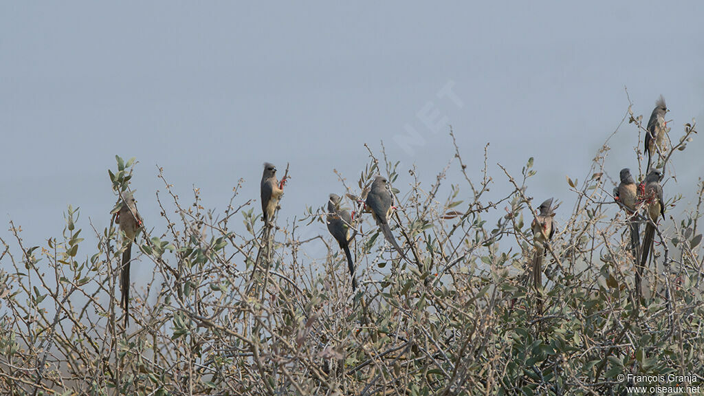 White-backed Mousebird