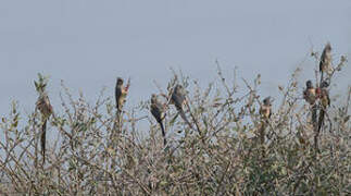 White-backed Mousebird