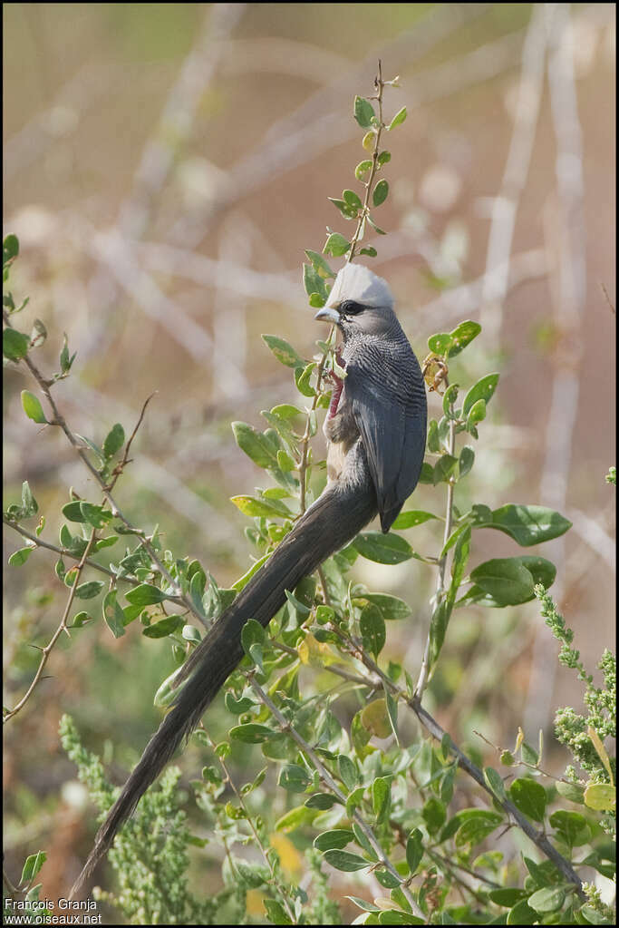 White-headed Mousebirdadult, identification