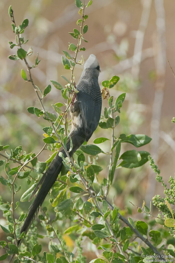 White-headed Mousebird