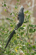 White-headed Mousebird