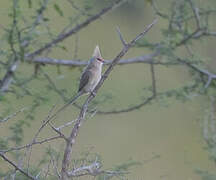 Blue-naped Mousebird