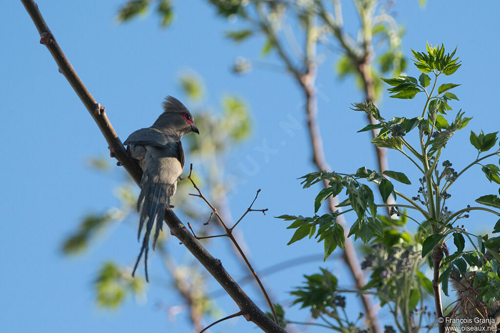 Red-faced Mousebird