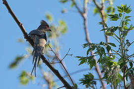 Red-faced Mousebird