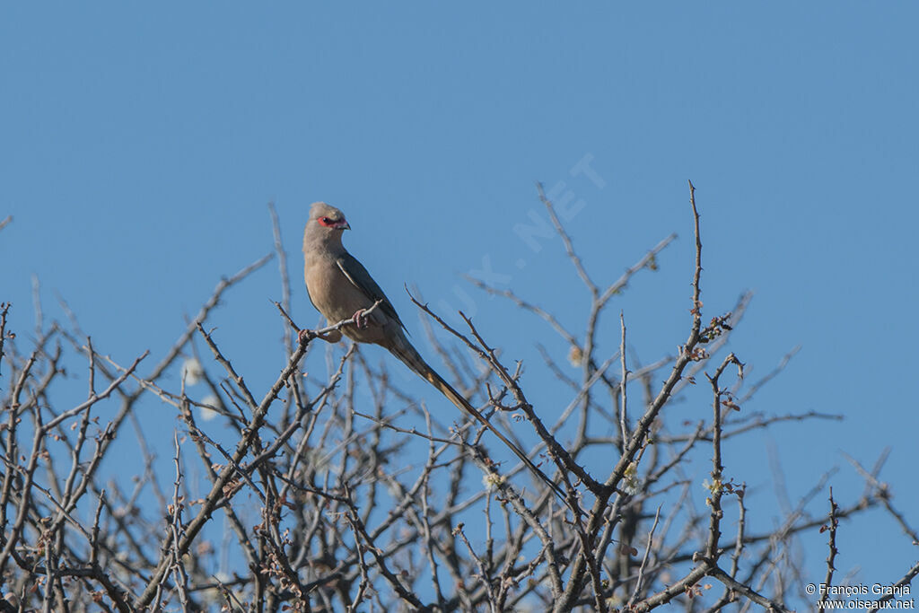 Red-faced Mousebird