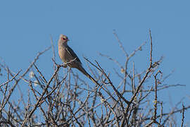 Red-faced Mousebird