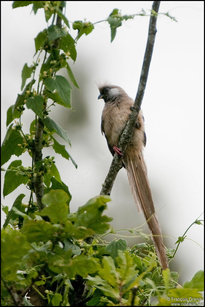 Speckled Mousebird