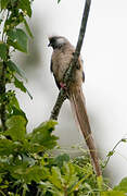 Speckled Mousebird