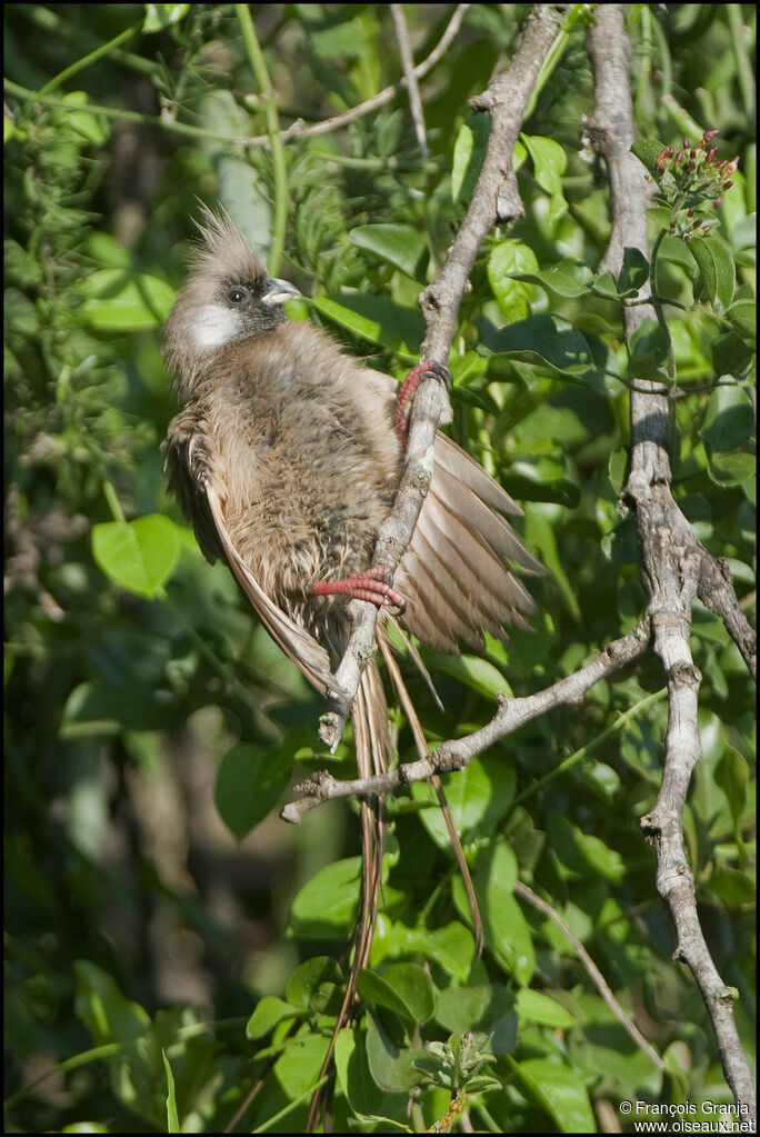 Speckled Mousebird