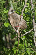 Speckled Mousebird