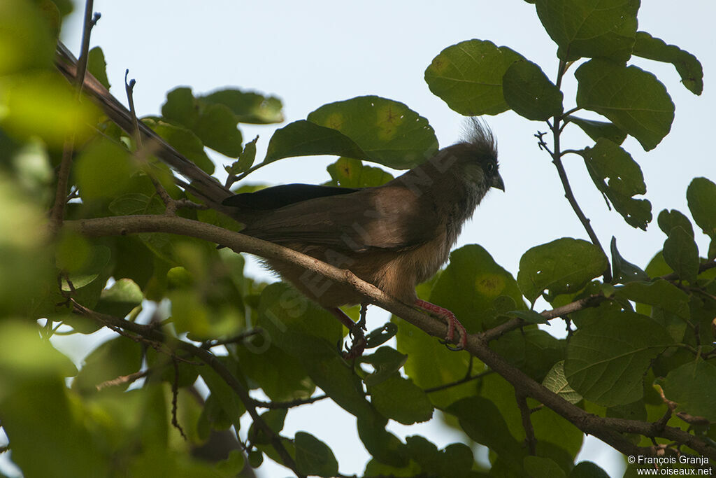 Speckled Mousebird