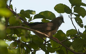 Speckled Mousebird