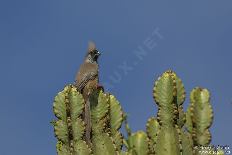 Speckled Mousebird