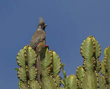 Speckled Mousebird