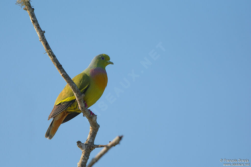 Orange-breasted Green Pigeon