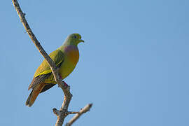 Orange-breasted Green Pigeon