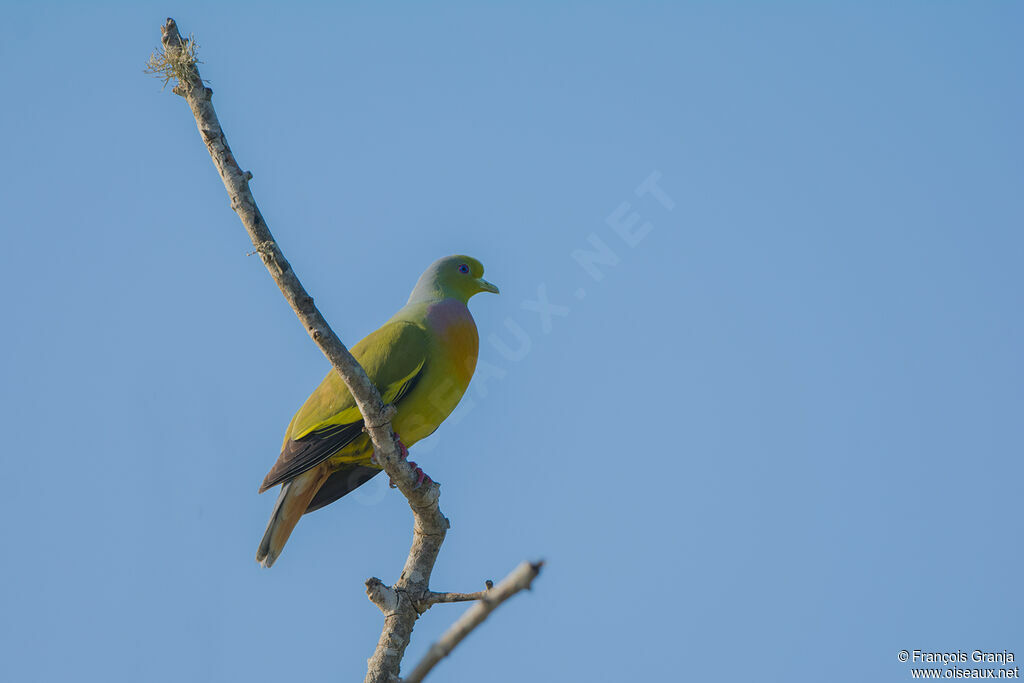 Orange-breasted Green Pigeon