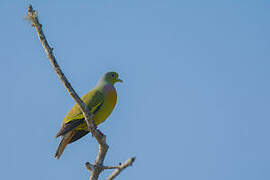 Orange-breasted Green Pigeon