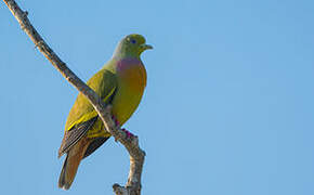 Orange-breasted Green Pigeon