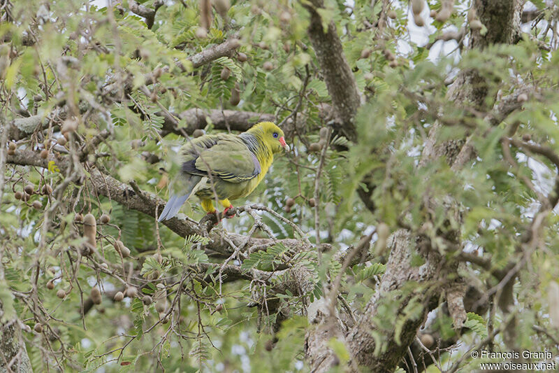 African Green Pigeonadult