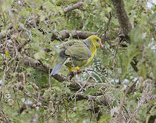 African Green Pigeon