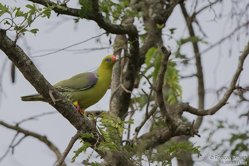 African Green Pigeonadult