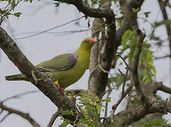 African Green Pigeon