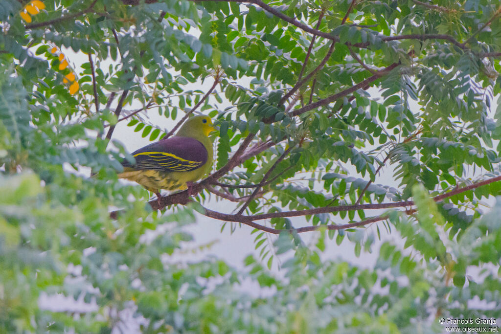 Sri Lanka Green Pigeon