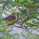 Colombar pompadour