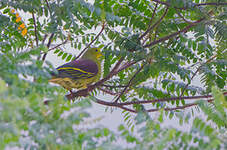 Colombar pompadour