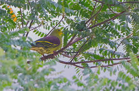 Sri Lanka Green Pigeon