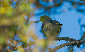 Sri Lanka Green Pigeon