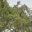 Colombar waalia
