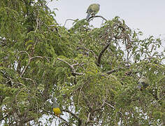 Bruce's Green Pigeon