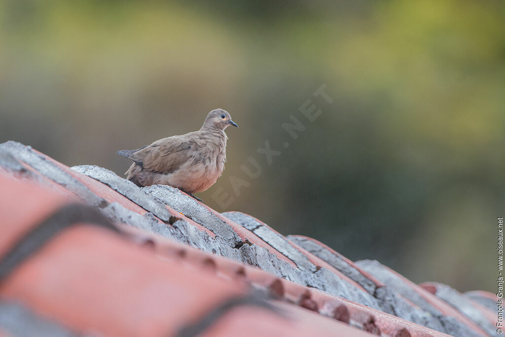 Black-winged Ground Dove