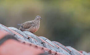 Black-winged Ground Dove